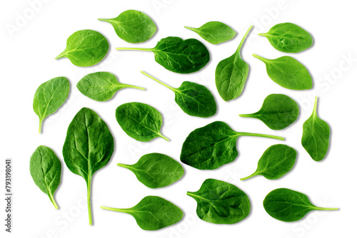 garden fresh green leafy vegetable spinach leaf also known in india as palak bhaji isolated,cutout in transparent background,png format 
