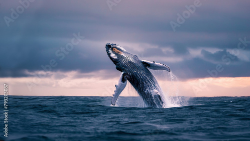 Baleine à bosse faisant un saut Au dessus de la mer à la Lumière du soir © Sébastien Jouve