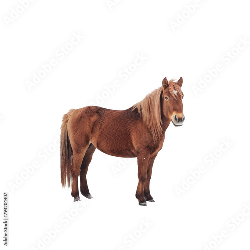 A solitary horse in the winter wilderness against a transparent background