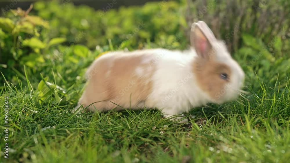 Cute little baby rabbit on green grass lawn. Easter bunny symbol. Spring fluffy domestic pet. Cute little baby rabbit on green grass lawn. Easter bunny symbol. Spring fluffy domestic pet.