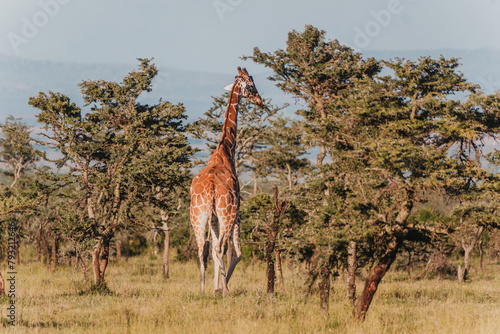 Giraffe grazing in the serene Ol Pejeta Conservancy photo
