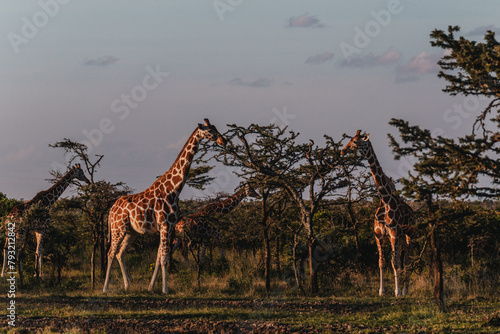  Giraffes strolling through the bush at Ol Pejeta Conservancy photo