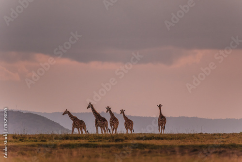 Giraffe procession under a moody sky in Ol Pejeta Conservancy