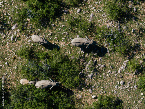 Aerial view of elephants roaming the rocky Masai Mara landscape