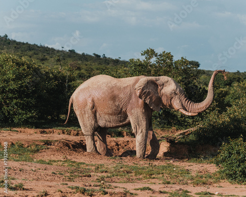 Elephant joyfully dusting in the Masai Mara wilderness © _mishamartin