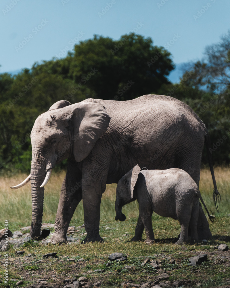 Fototapeta premium Mother elephant and calf stride through Ol Pejeta, Kenya