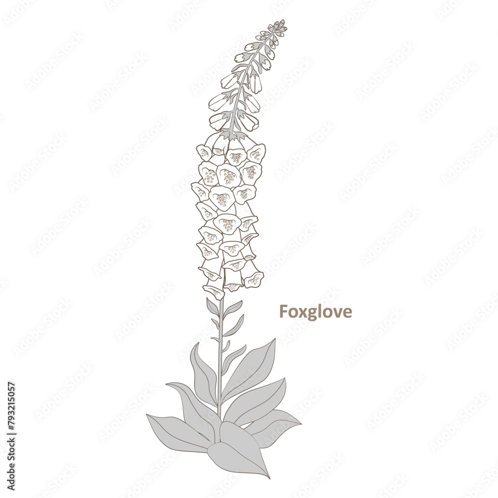 Foxglove plant with flowers and buds isolated on a white background. Foxglove plant with flowers and buds isolated on a white background.