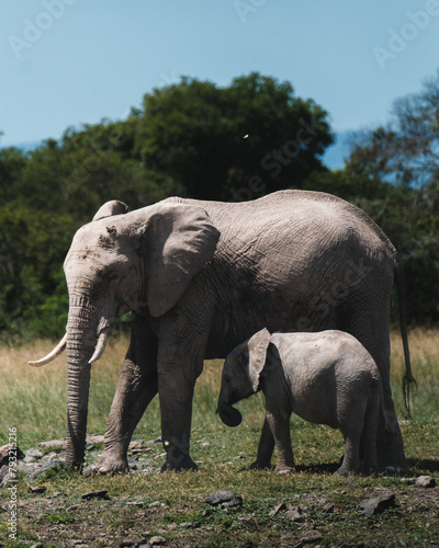 Mother elephant and calf stride through Ol Pejeta  Kenya