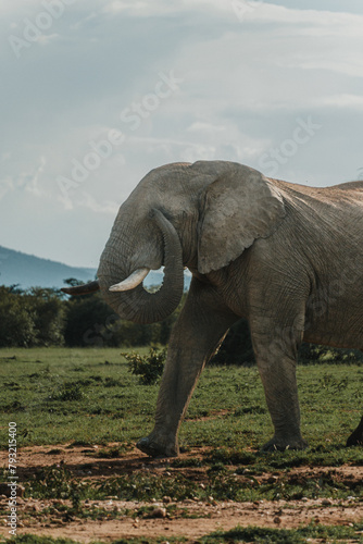 Sun-kissed elephant wanders in Ol Pejeta, Kenya