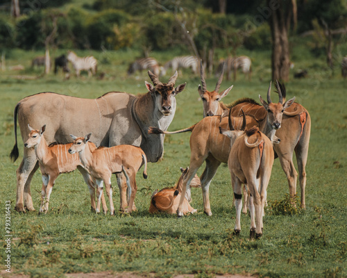 Family of elands with resting calves on the African savannah