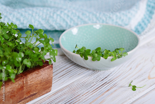 Mustard microgreens grown at home, showcasing sustainable living and urban gardening trends.