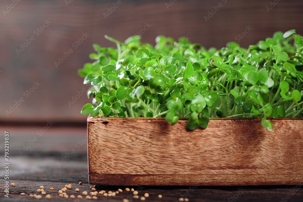 Fototapeta premium Homegrown mustard microgreens in a wooden box, a perfect eco-friendly hobby for city dwellers.