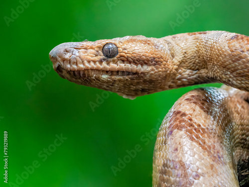 Coachwhip snake close up portrait  photo