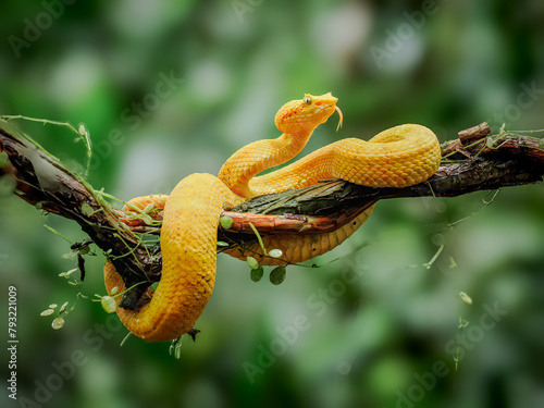 Yellow Eyelash Viper snake coiled on branch in Costa Rica rain forest