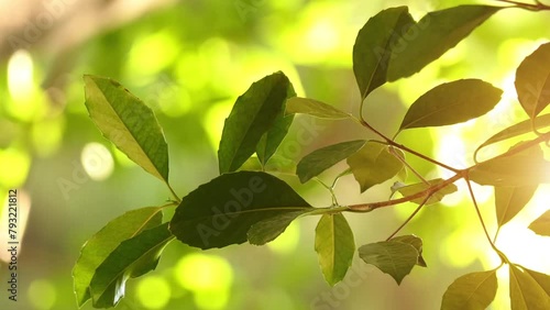 Elaeodendron australe is shrub or small tree photo