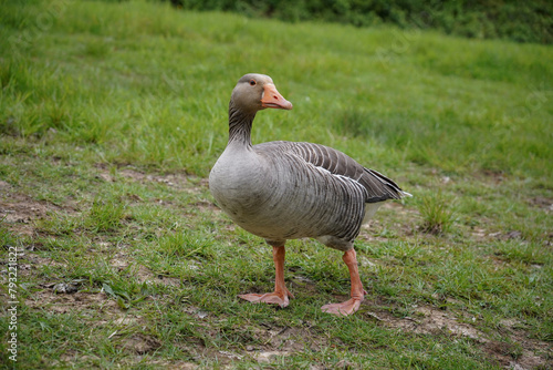 Greylag goose standing on grassy hill. country goose with orange beak. water bird portrait 