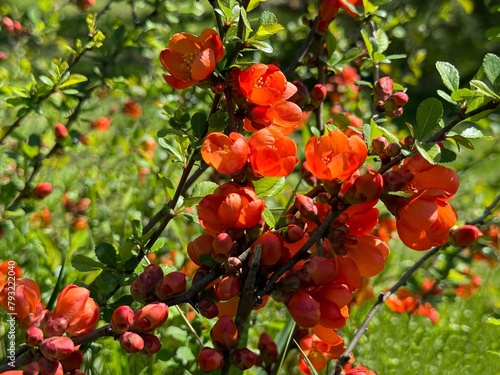 Flowering Quince  shrub bright red flowers