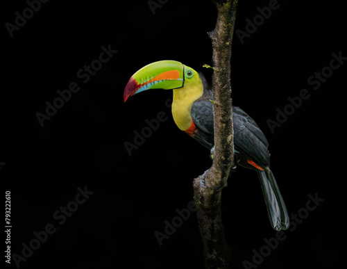 Stunning portrait of a toucan