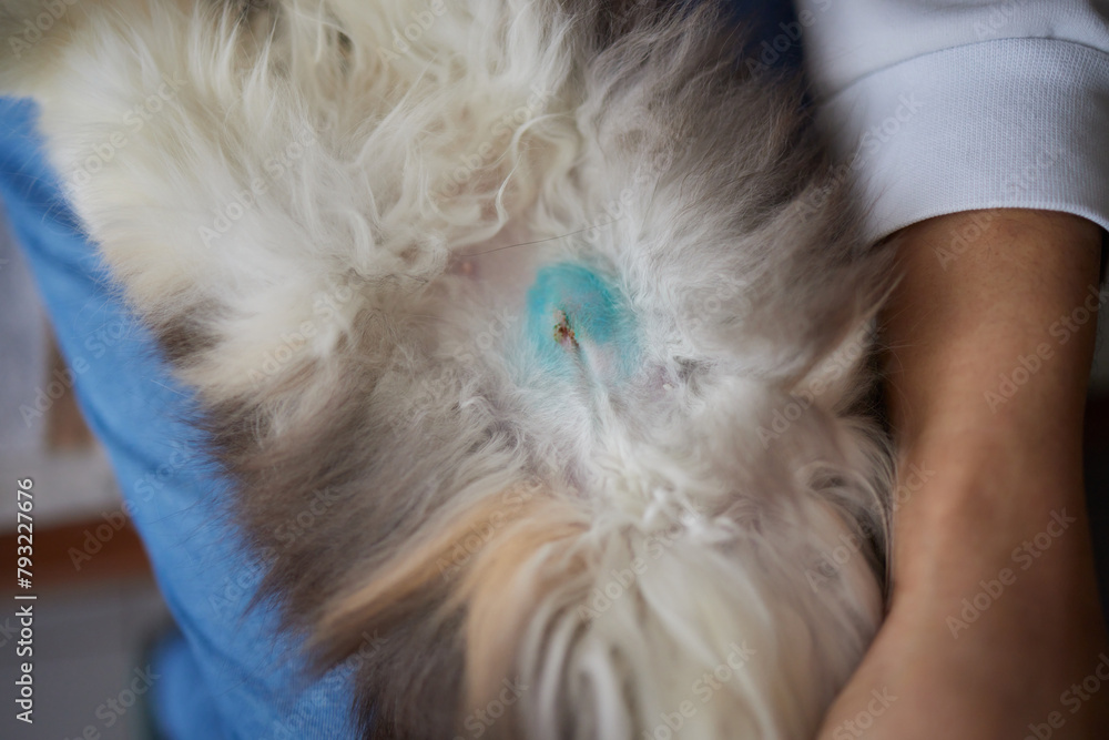 Image showcasing Sick domestic cat lies after surgery at home on sofa in clothes ...