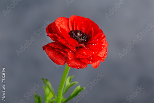 red flower with black core and green leaves