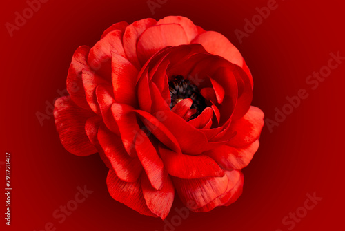 red flower with black core on black background