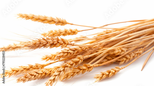 Golden Wheat Ears Isolated on White - Agricultural Elegance and Organic Farming Concept