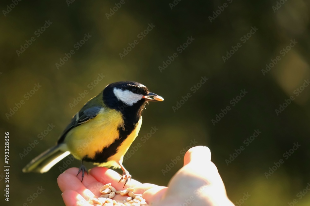 Naklejka premium The tit on the hand eats grains