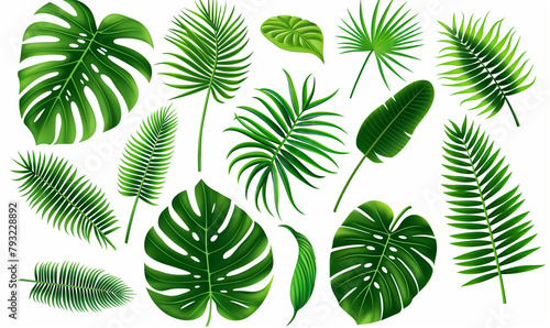Tropical Leaves Assortment Isolated on White - Monstera, Palm, and Fern Varieties photo