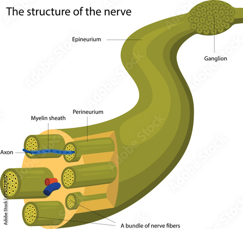 Vector illustration of structure the nerve.