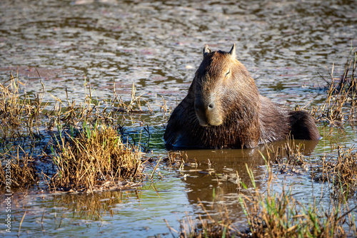 A capybara sunbathing on the edge of a lake. Species Hydrochoerus hydrochaeris. Wildlife. Cerrado Animal lover.