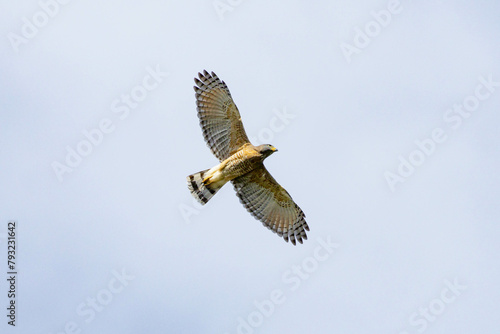 The flight of Roadside Hawk also know as Gaviao-carijo. Species Rupornis magnirostris. Animal world. bird lover. Birdwatching. hawk hunting.