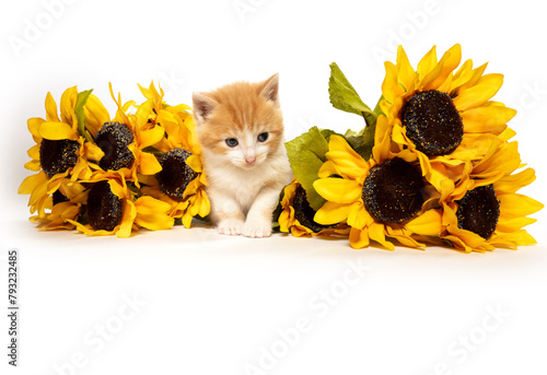 Cute yellow and white kitten with sunflowers