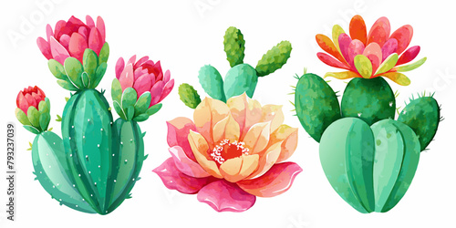Three types of cactus with colorful flowers in a white background. These desert plants add a pop of color to any flowerpot or garden. Perfect for botanical art or studying botany