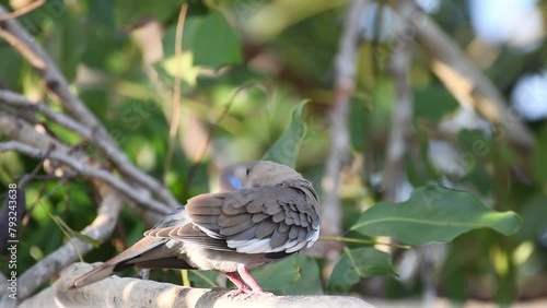 White-winged dove (Zenaida asiatica) preening its plumage perched on a tree branch. photo