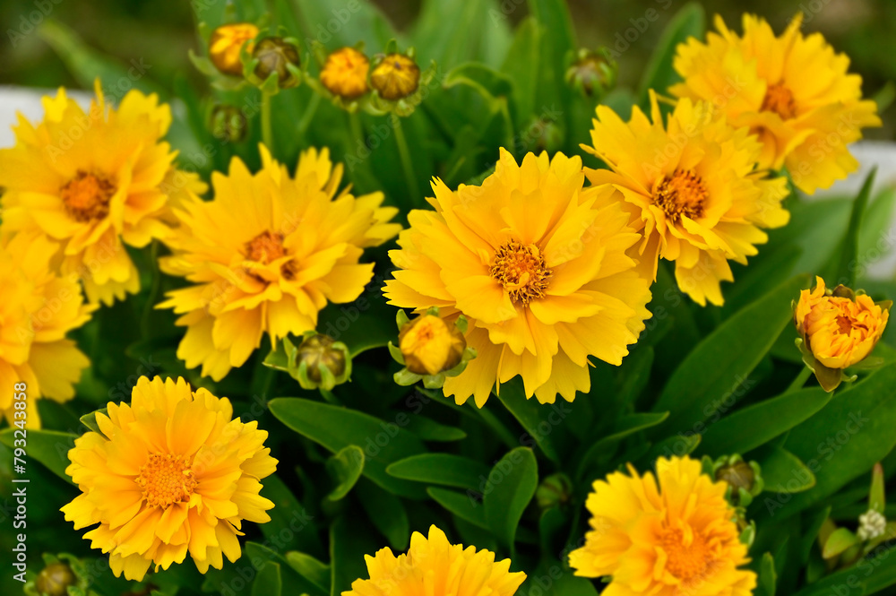 Fototapeta premium Lance-Leaf Coreopsis