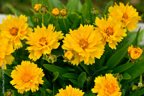 Lance-Leaf Coreopsis