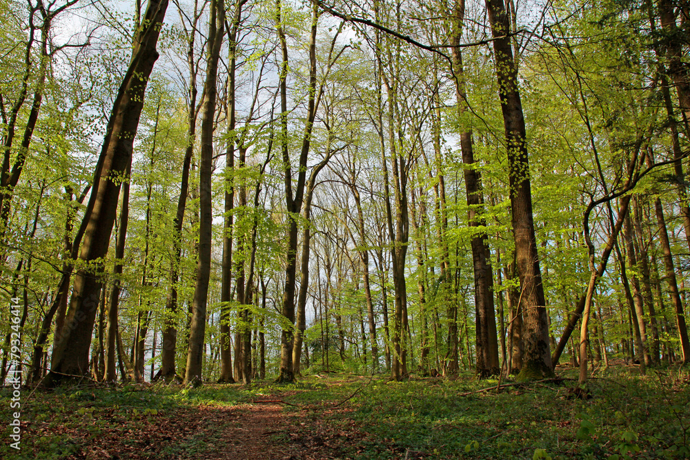 Obraz premium beech forest in spring