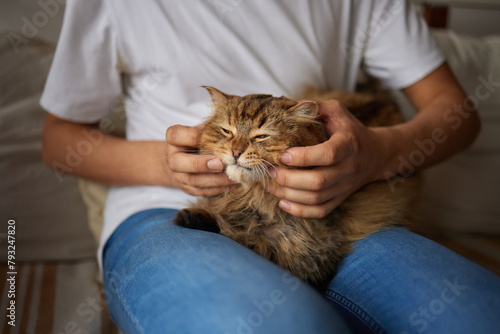 Person holding a domestic shorthaired cat on their lap for comfort and warmth