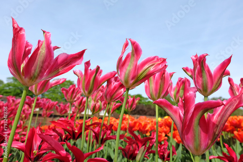 Pink and green viridiflora tulip, tulipa ‘virichic’ in flower. photo