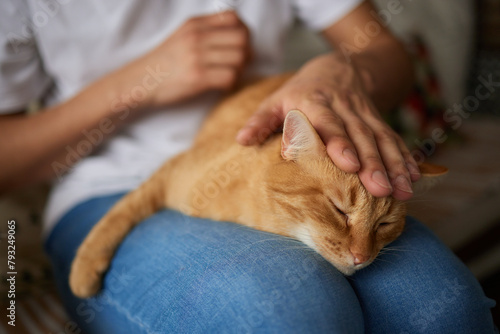 Foto Person holding a domestic shorthaired cat on their lap for comfort and warmth