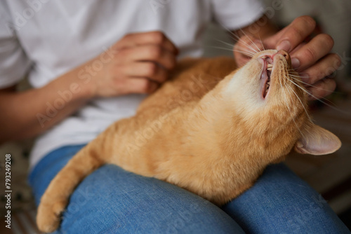 Person holding a domestic shorthaired cat on their lap for comfort and warmth