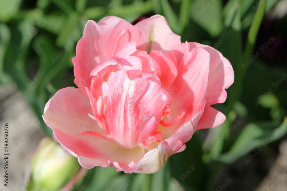 Pink and cream late double tulip, Tulipa ‘Angelique’ in flower. Pink and cream late double tulip, Tulipa ‘Angelique’ in flower.