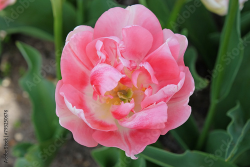 Pink and cream late double tulip, Tulipa ‘Angelique’ in flower.