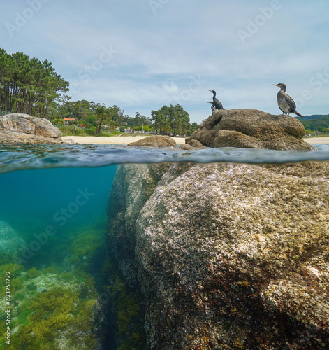 Atlantic ocean coastline in Spain with cormorant birds on a rock, split view over and under water surface, natural scene, Galicia, Rias Baixas