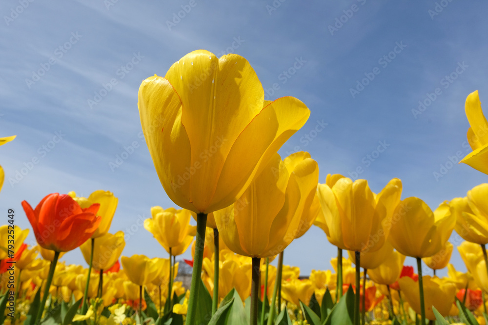 Bright yellow triumph tulip in flower with a blue sky background. Bright yellow triumph tulip in flower with a blue sky background.