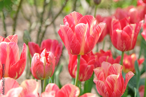 Yellow, pink and red variegated Rembrandt tulip ‘Rubella’ in flower. photo