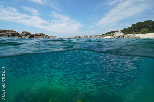 School of anchovy fish underwater in the Atlantic ocean near the coastline, split view over and under water surface, natural scene, Spain, Galicia, Rias Baixas