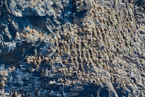 sea birds sitting in cliff of Runde island in Norway.