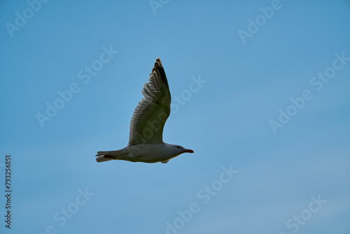 seagull flying in the evening sky over Runde island in Norway