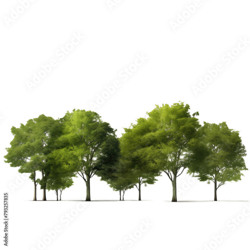 A cluster of green trees against a clean white background